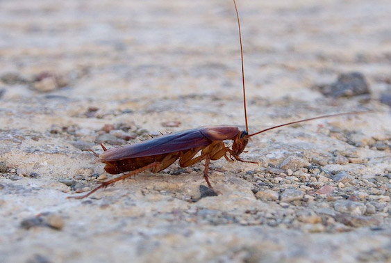 深圳除蟑螂公司带你识别网络上的灭蟑方法