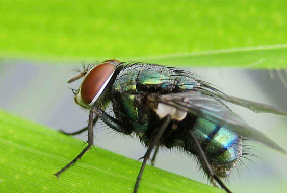 深圳杀虫公司带你了解怎么消灭苍蝇