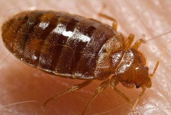 深圳除虫公司带你了解怎么消灭臭虫